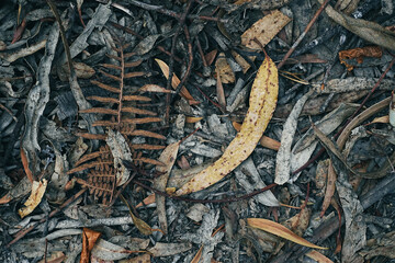 dry leaves in the middle of the forest