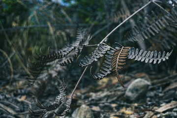 dry leaves in the middle of the forest