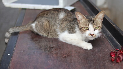 Funny cat. This cat is very smart. Don't want to eat carelessly