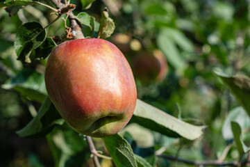 Gravenstein Apples ripening on the branch between green leaves