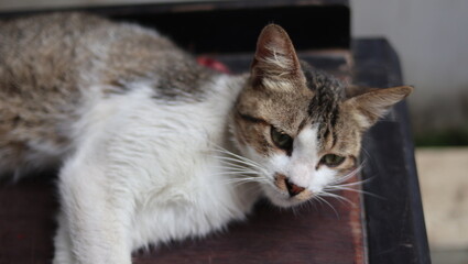 Funny cat. This cat is very smart. Don't want to eat carelessly