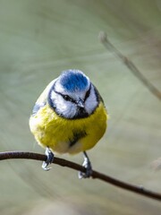 Blue Tit, Cyanistes Caeruleus, bird in forest at winter time