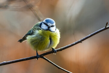 Blue Tit, Cyanistes Caeruleus, bird in forest at winter time