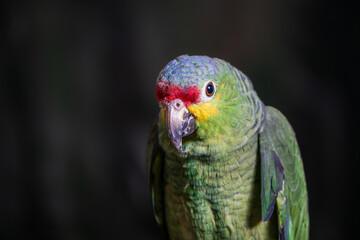 loro verde de Chiapas México