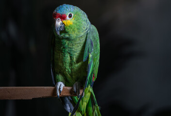 loro verde de Chiapas México