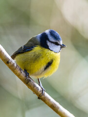 Blue Tit, Cyanistes Caeruleus, bird in forest at winter time