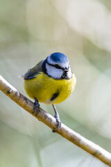 Blue Tit, Cyanistes Caeruleus, bird in forest at winter time