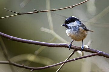 Coal Tit, Periparus ater, bird in forest at winter sun	