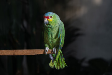 loro verde de Chiapas México