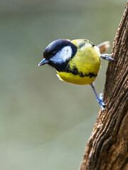 Great Tit, Parus major, bird in forest at winter sun