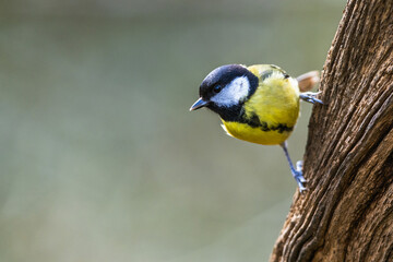 Great Tit, Parus major, bird in forest at winter sun