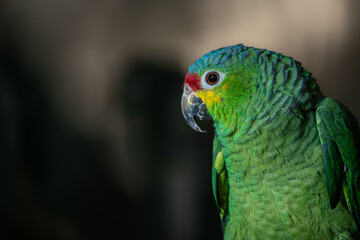 loro verde de Chiapas M&eacute;xico