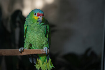 loro verde de Chiapas México