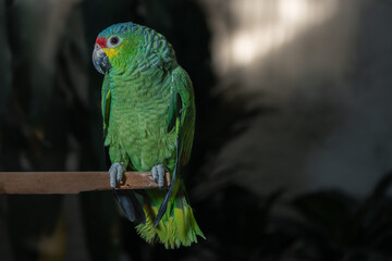 loro verde de Chiapas México
