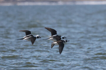 Long Tailed drakes flying off across water