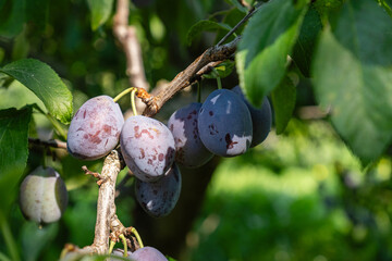 Ripe plums hanging from tree branch ready to be harvested growing in garden during sunny day