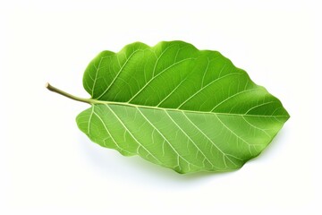 Obraz premium Glossy One green leaf of fig tree. Nature flora exotic botanic season. Generate Ai