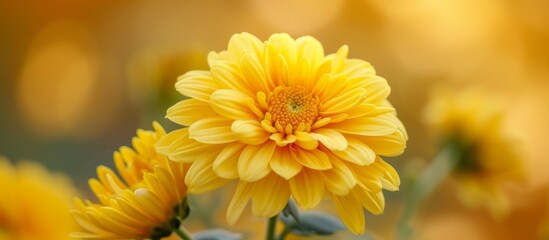 Vibrant Yellow Flower Blossom HD Wallpapers for Desktop Backgrounds