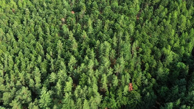 The pine and fir forests in the French countryside , in Europe, in France, in Alsace, in the Bas Rhin, towards Strasbourg, in summer, on a sunny day.