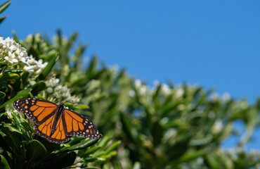 Monarch Butterfly Shows Beautiful Wings
