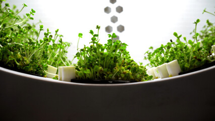 Fresh micro greens sprouts. Media. Seed germination at home, concept of healthy eating, indoor...