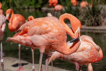 Pink Flamingos play in shallow water