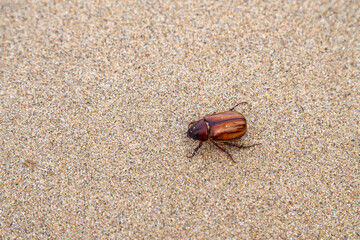Phyllophaga bug is crawling through sand.