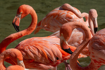 Pink Flamingos play in shallow water
