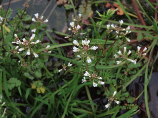 田んぼに咲く白いタネツケバナの花