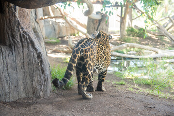 Beautiful Jaguar panther