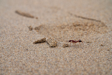Ant crawling through sand and obstacles at the beach.