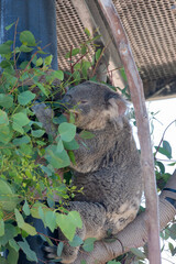 Koala Bear eats eucalyptus leaves 