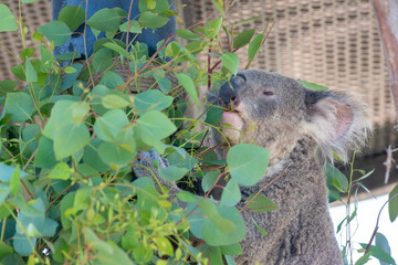 Koala Bear eats eucalyptus leaves 