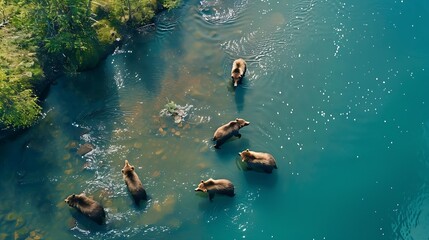 Aerial view of wild bears hunting in river close to Kambalnoe Lake Kamchatka Russia : Generative AI