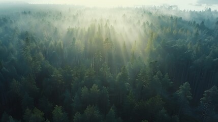 Fototapeta na wymiar Aerial view of a nordic pines forest in Estonia : Generative AI