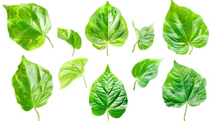 Set of beautiful form green leaves isolated on white background Leaves are beautiful in shape and light : Generative AI