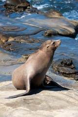 Seals and Sea Lions play on rocky beach at the pacific ocean in california