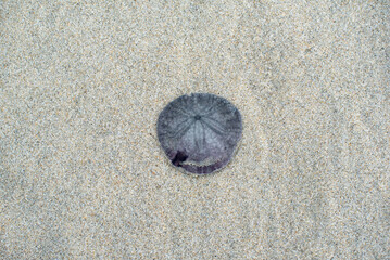 One purple sand dollar sits on brown sand at the pacific ocean © Schaefer Photography
