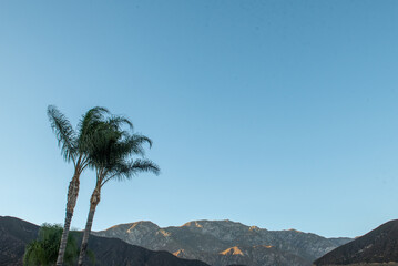 Green Palm Trees blow in wind in front of sun drenched mountains in California