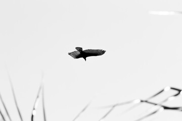 A black and white image of a crow flying in the sky.