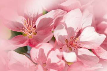 Blooming branch of Apple Tree in Spring, Pink flowers with tender petals close-up on soft-focus blurred background, copy space gentle beauty of sping season flowers, macro nature floral