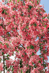 Blooming branch of Apple Tree in Spring, Pink flowers with tender petals close-up on soft-focus blurred background, copy space gentle beauty of sping season flowers, macro nature photo