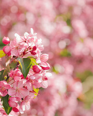 Pink apple tree flowers at sunlight, spring blooming red blooms on blurred bokeh background, Beauty nature scenery in garden, delicate petals of blooms on branches outdoor, vivid pastel color
