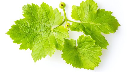 Juicy fresh young green leaf of black currant closeup isolated on white background : Generative AI