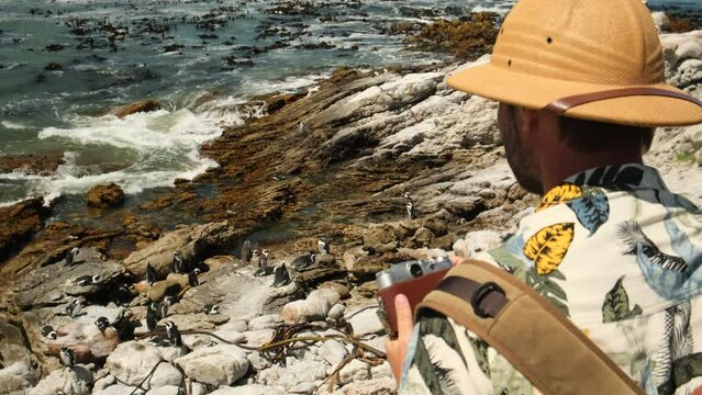 a male traveler in a safari hat with a camera takes a photo of a flock of penguins. African penguin on the sandy beach. Boulders colony. Cape Town. South Africa. vacation in africa traveling alone