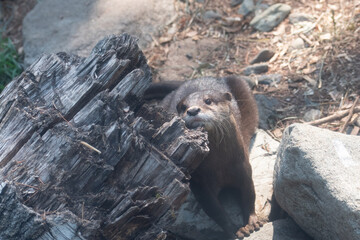 Whiskered Wonder: A Playful Otter's Portrait