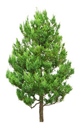 ローソンヒノキ　樹高5m