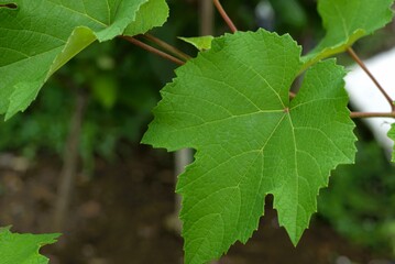 Grape leaves with vines