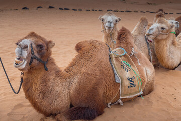 The camels brigade resting in the Gobi desert of Inner Mongolia, China