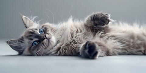 Ragdoll cat lying on its side, light gray background, full body shot, soft light